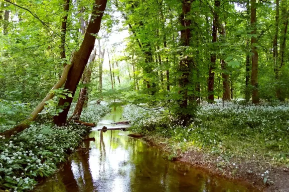 Ein Bachlauf im frühlingshaften Auenwald.